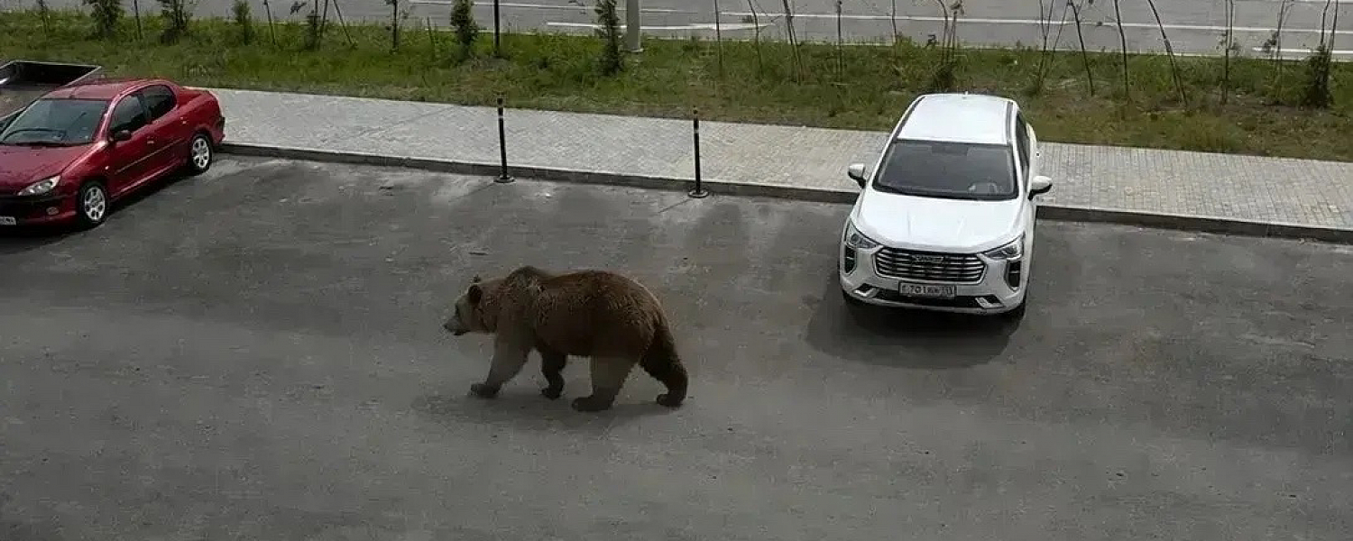 Внимание! Медведь на улицах Губкинского!